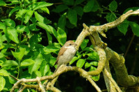 Neuntöter (Lanius collurio), Weibchen. Jungtier