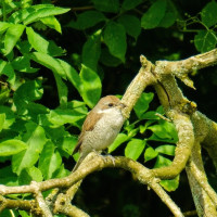 Neuntöter (Lanius collurio), Weibchen. Jungtier