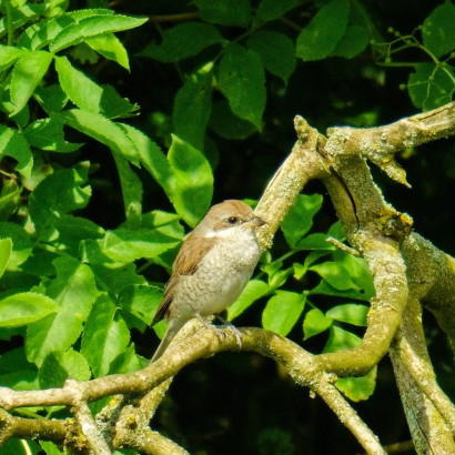 Neuntöter (Lanius collurio), Weibchen. Jungtier