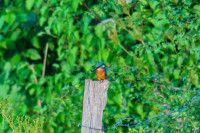 Eisvogel am Looper Stausee.