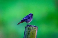 Hausrotschwänzchen (Phoenicurus ochruros)