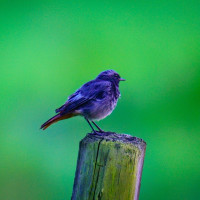 Hausrotschwänzchen (Phoenicurus ochruros)