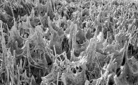 Kristallisiertes Meersalz auf Pflanzenresten