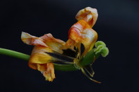 verbluehte schoenheit