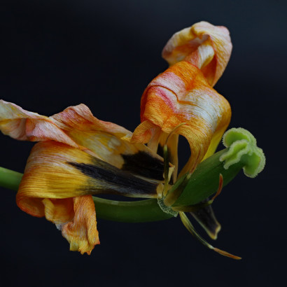 verbluehte schoenheit