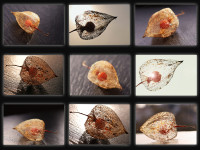 Morbide Lampionblüte im Sonnen- und Gegenlicht