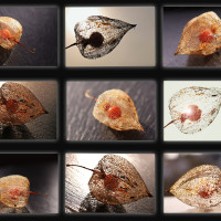 Morbide Lampionblüte im Sonnen- und Gegenlicht