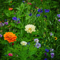 Viele Wildblumen