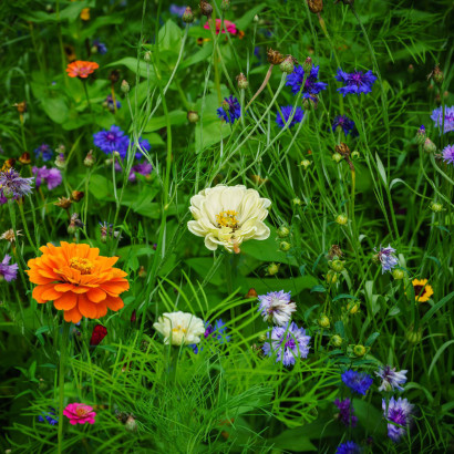 Viele Wildblumen