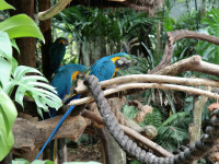 voegel5 voegel5