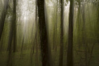 Wald1 Gabi Wald1 Gabi