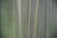 Wald11 Gabi