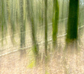 Wald12 Gabi Wald12 Gabi