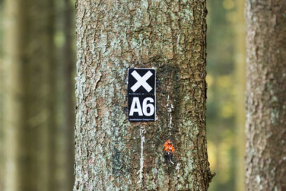 Wald2 Gabi
