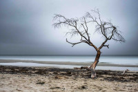 Das Leben ist endlich - erst Totholz, dann Treibholz