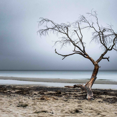 Das Leben ist endlich - erst Totholz, dann Treibholz
