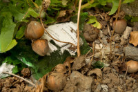 Weinflasche1_zerbrochen