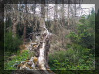 Der Wald zerfällt Der Wald zerfällt