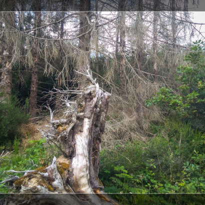 Der Wald zerfällt