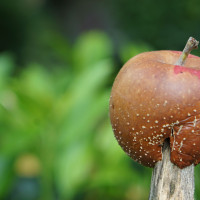 Fauler Apfel aufgespießt mit Fliege                       