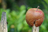 Fauler Apfel aufgespie&szlig;t mit Fliege                       