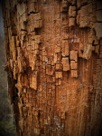 Holz-Zerfall Holz-Zerfall