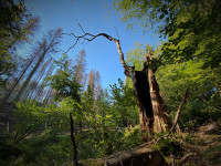 Wald-Sterben Wald-Sterben
